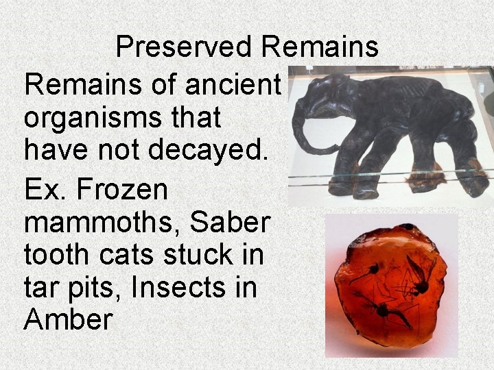 Preserved Remains of ancient organisms that have not decayed. Ex. Frozen mammoths, Saber tooth