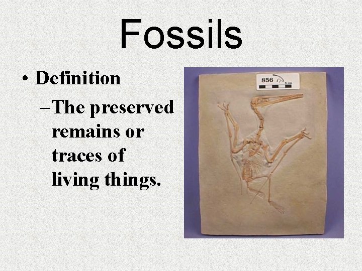 Fossils • Definition – The preserved remains or traces of living things. 