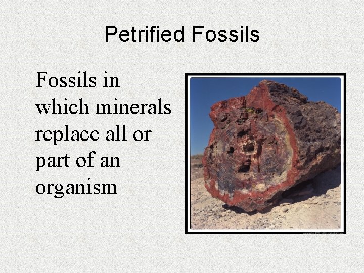 Petrified Fossils in which minerals replace all or part of an organism 