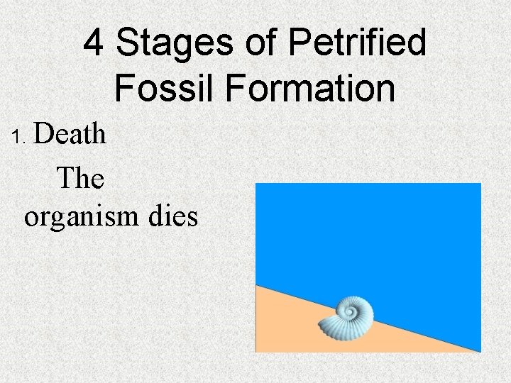 4 Stages of Petrified Fossil Formation 1. Death The organism dies 