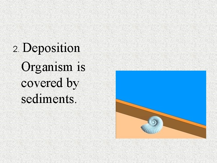 2. Deposition Organism is covered by sediments. 