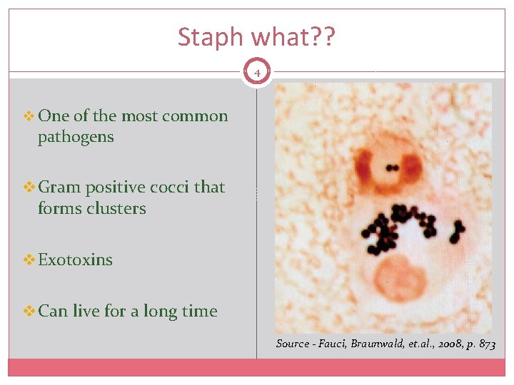 Staph what? ? 4 v One of the most common pathogens v Gram positive