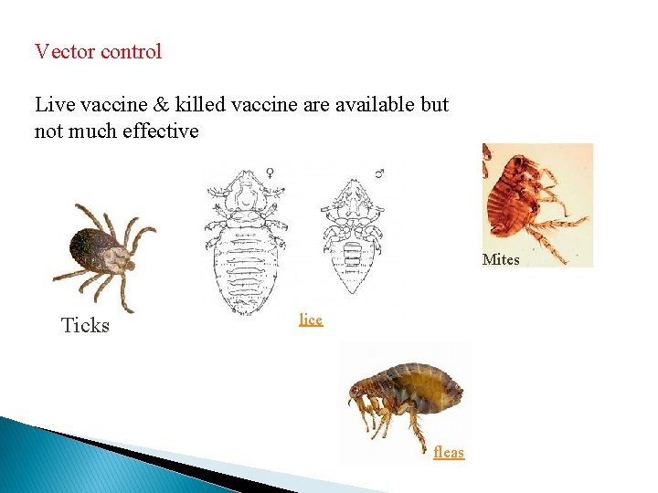 Vector control Live vaccine & killed vaccine are available but not much effective Mites