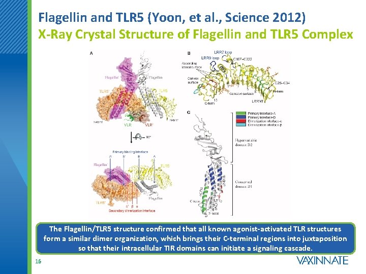 Flagellin and TLR 5 (Yoon, et al. , Science 2012) X-Ray Crystal Structure of