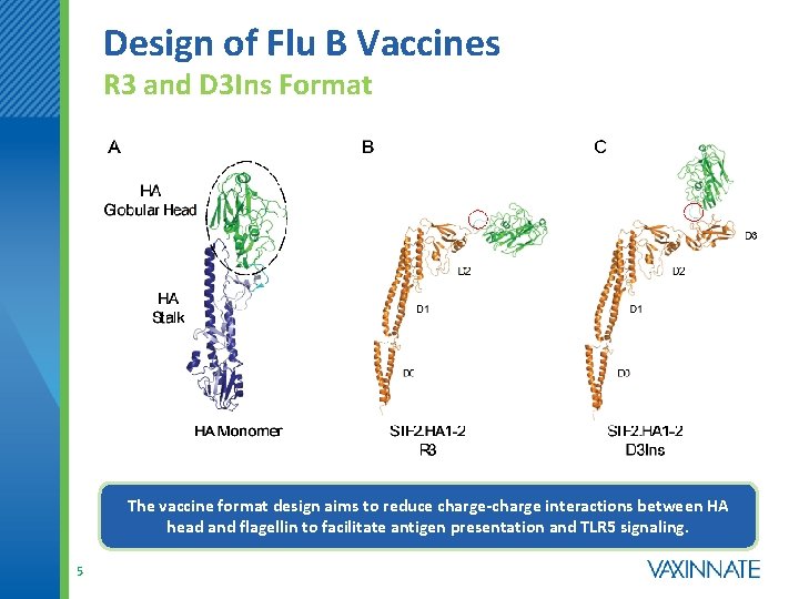 Design of Flu B Vaccines R 3 and D 3 Ins Format The vaccine