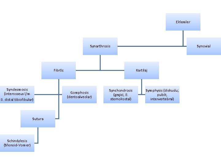 Eklemler Synarthrosis Fibröz Syndesmosis (interosseus l/m ö. distal tibiofibular) Sutura Schindylesis (Sfenoid-Vomer) Synovial Kartilaj Eklemler Synarthrosis Fibröz Syndesmosis (interosseus l/m ö. distal tibiofibular) Sutura Schindylesis (Sfenoid-Vomer) Synovial Kartilaj