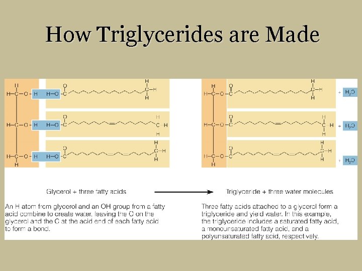 How Triglycerides are Made 
