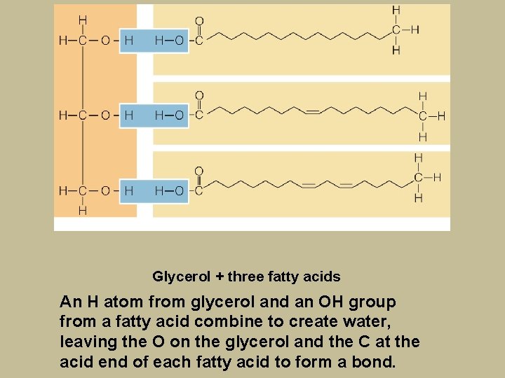 Glycerol + three fatty acids An H atom from glycerol and an OH group