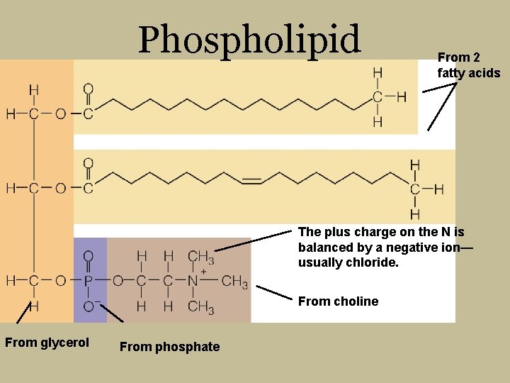 Phospholipid From 2 fatty acids The plus charge on the N is balanced by