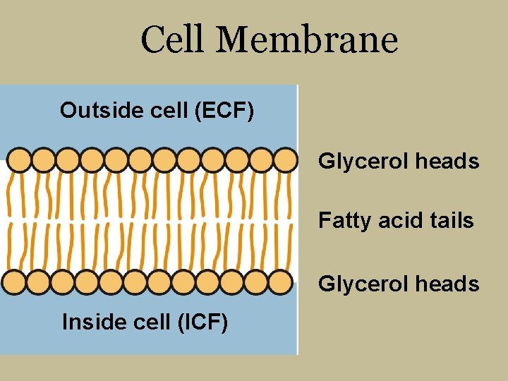 Cell Membrane Outside cell (ECF) Glycerol heads Fatty acid tails Glycerol heads Inside cell