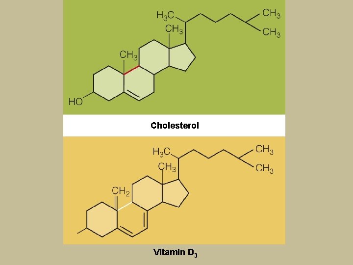 Cholesterol Vitamin D 3 