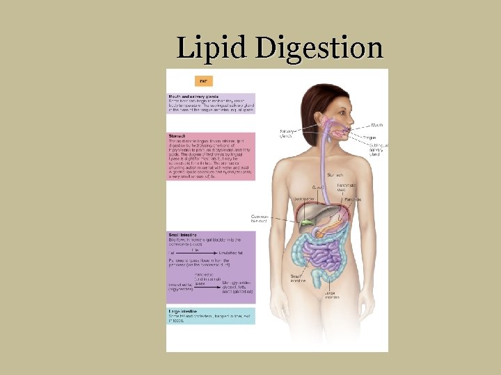 Lipid Digestion 
