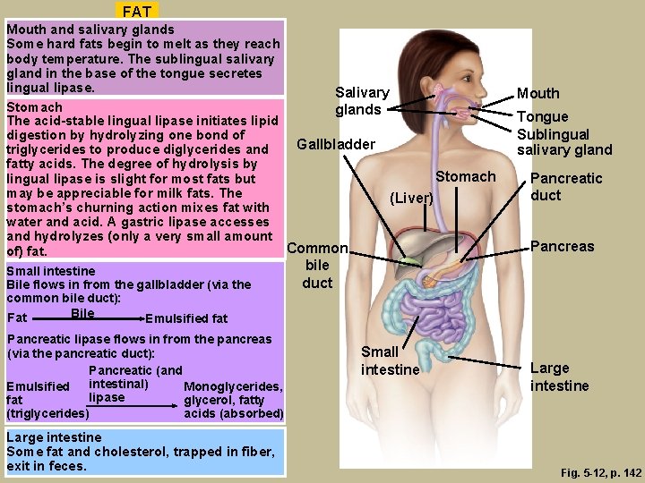 FAT Mouth and salivary glands Some hard fats begin to melt as they reach