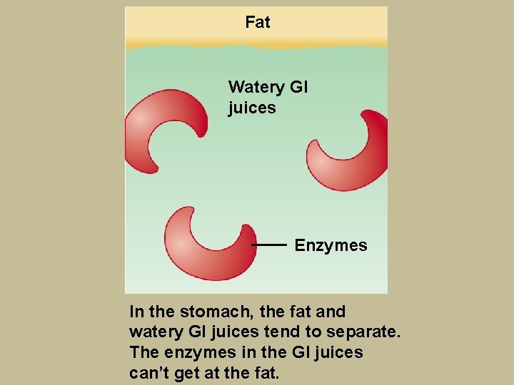 Fat Watery GI juices Enzymes In the stomach, the fat and watery GI juices