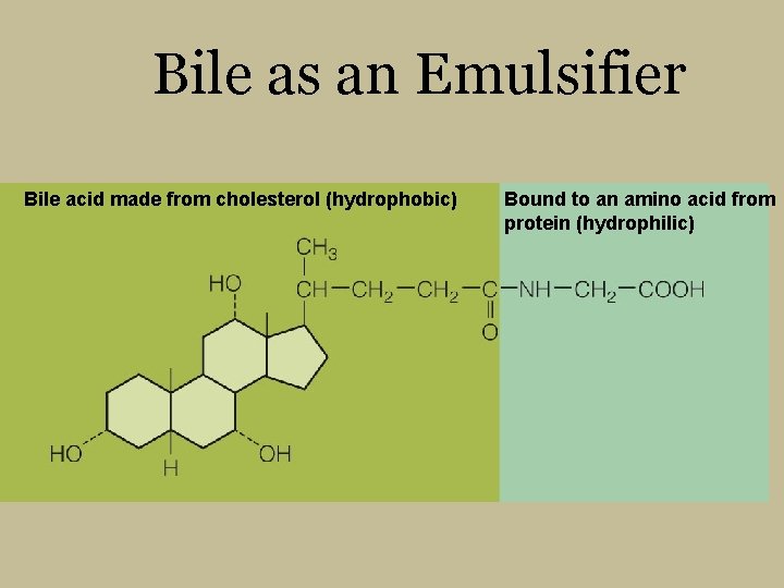 Bile as an Emulsifier Bile acid made from cholesterol (hydrophobic) Bound to an amino