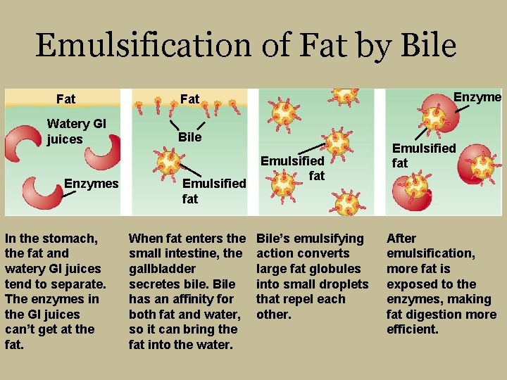 Emulsification of Fat by Bile Fat Watery GI juices Enzymes In the stomach, the