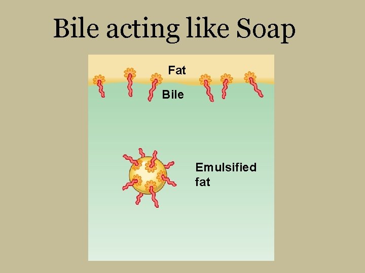 Bile acting like Soap Fat Bile Emulsified fat 
