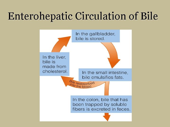 Enterohepatic Circulation of Bile 