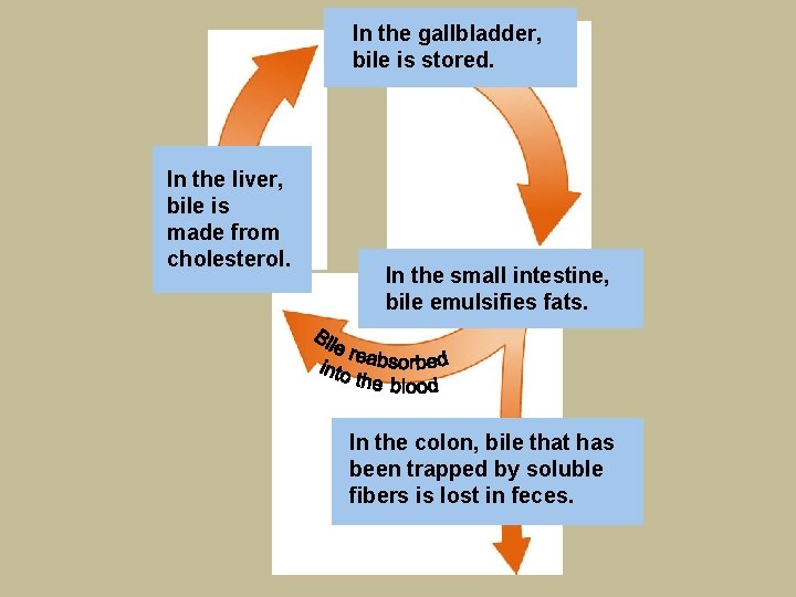 In the gallbladder, bile is stored. In the liver, bile is made from cholesterol.