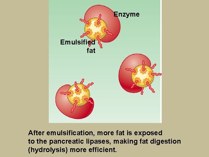 Enzyme Emulsified fat After emulsification, more fat is exposed to the pancreatic lipases, making