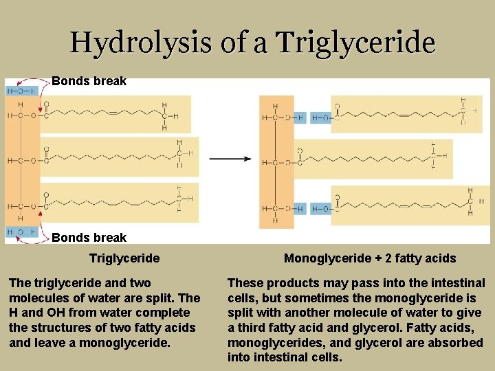 Hydrolysis of a Triglyceride Bonds break Triglyceride The triglyceride and two molecules of water