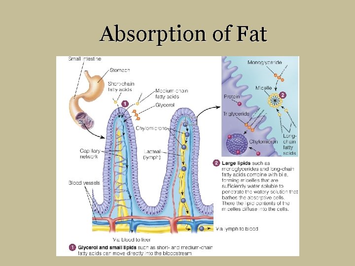 Absorption of Fat 