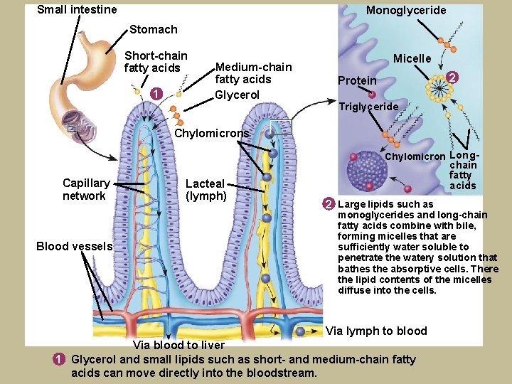 Small intestine Monoglyceride Stomach Short-chain fatty acids 1 Medium-chain fatty acids Glycerol Micelle 2