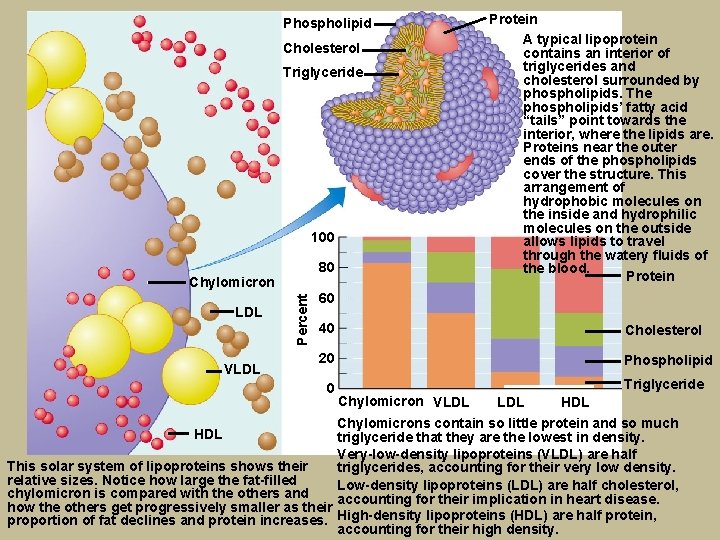 Phospholipid Cholesterol Triglyceride 100 80 LDL VLDL Percent Chylomicron Protein A typical lipoprotein contains