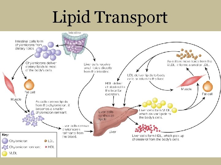 Lipid Transport 
