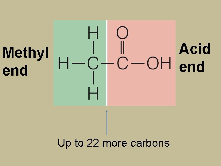 Acid end Methyl end Up to 22 more carbons 