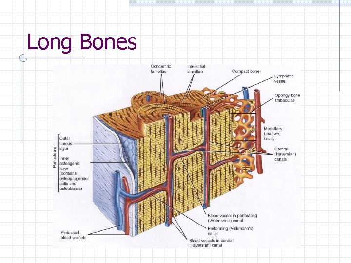 Long Bones Long Bones