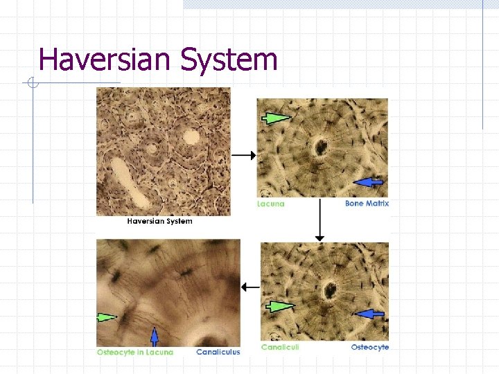 Haversian System Haversian System