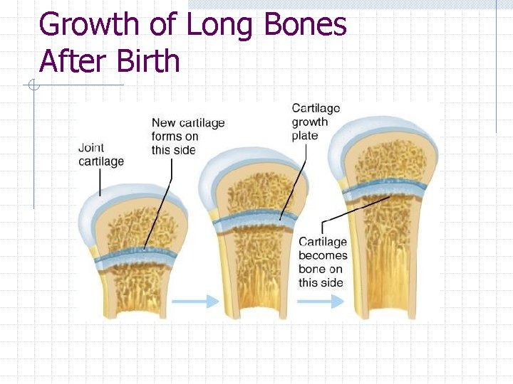 Growth of Long Bones After Birth Growth of Long Bones After Birth