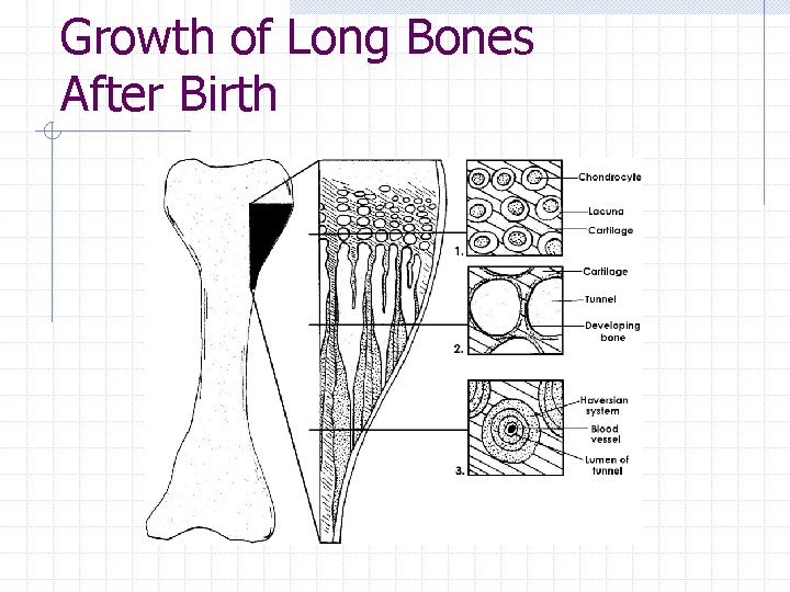 Growth of Long Bones After Birth Growth of Long Bones After Birth