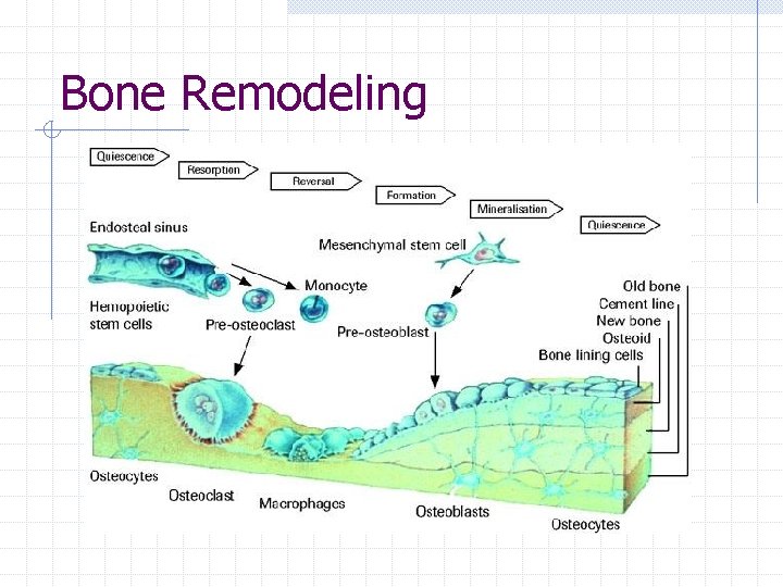 Bone Remodeling Bone Remodeling
