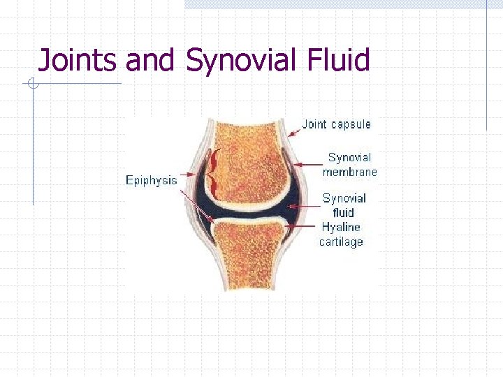 Joints and Synovial Fluid Joints and Synovial Fluid