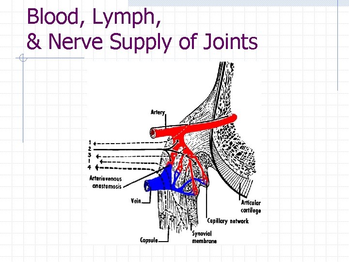 Blood, Lymph, & Nerve Supply of Joints Blood, Lymph, & Nerve Supply of Joints