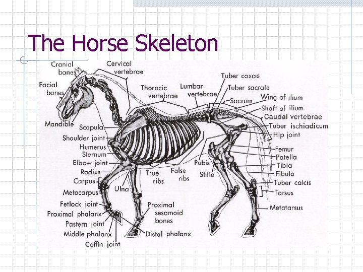 The Horse Skeleton The Horse Skeleton