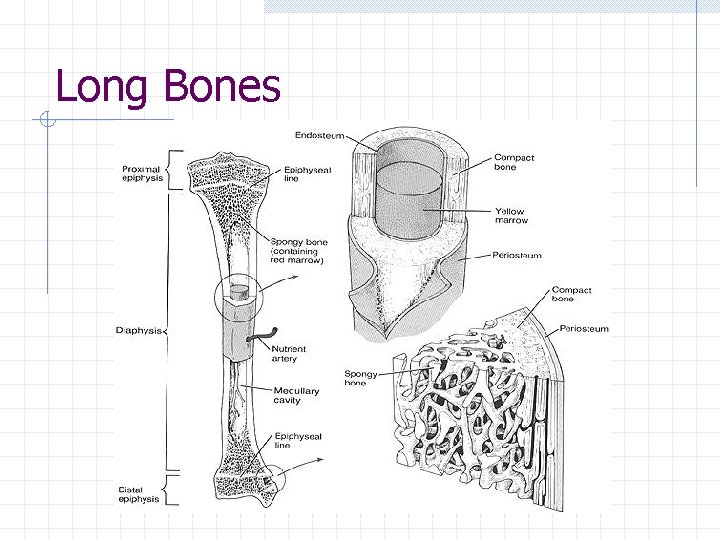 Long Bones Long Bones