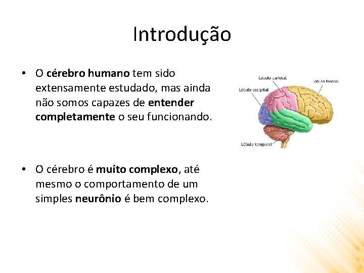 Introdução • O cérebro humano tem sido extensamente estudado, mas ainda não somos capazes