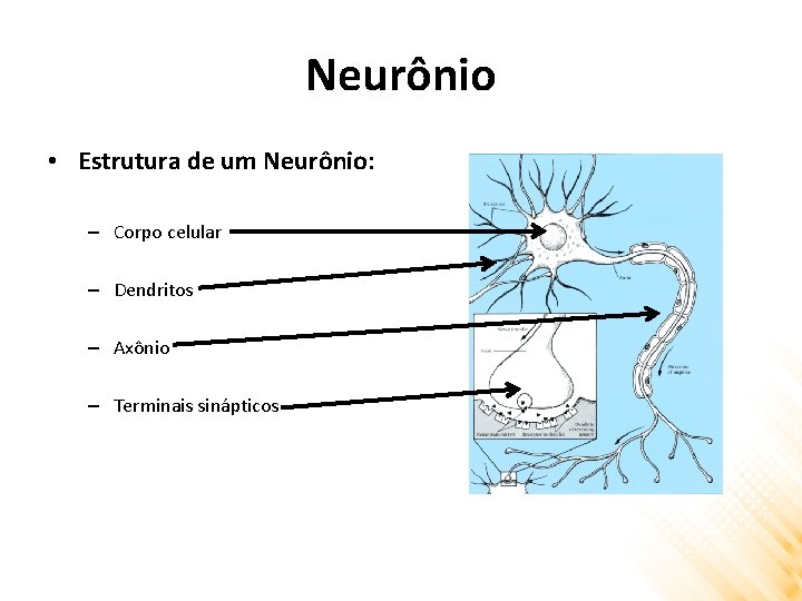 Neurônio • Estrutura de um Neurônio: – Corpo celular – Dendritos – Axônio –
