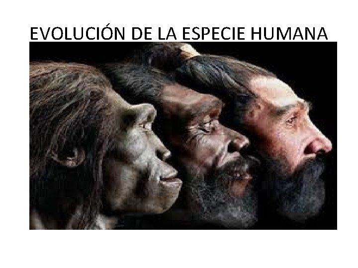 EVOLUCIÓN DE LA ESPECIE HUMANA 