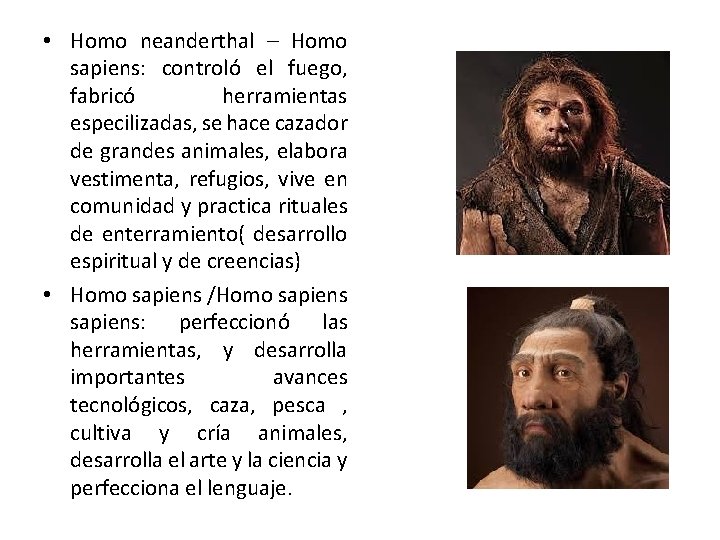  • Homo neanderthal – Homo sapiens: controló el fuego, fabricó herramientas especilizadas, se