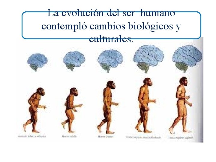 La evolución del ser humano contempló cambios biológicos y culturales. 