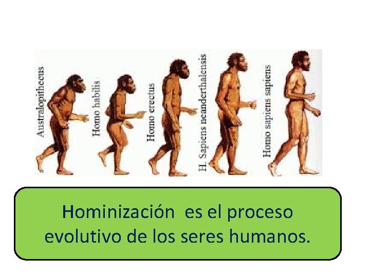 Hominización es el proceso evolutivo de los seres humanos. 