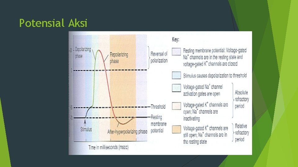 Potensial Aksi 