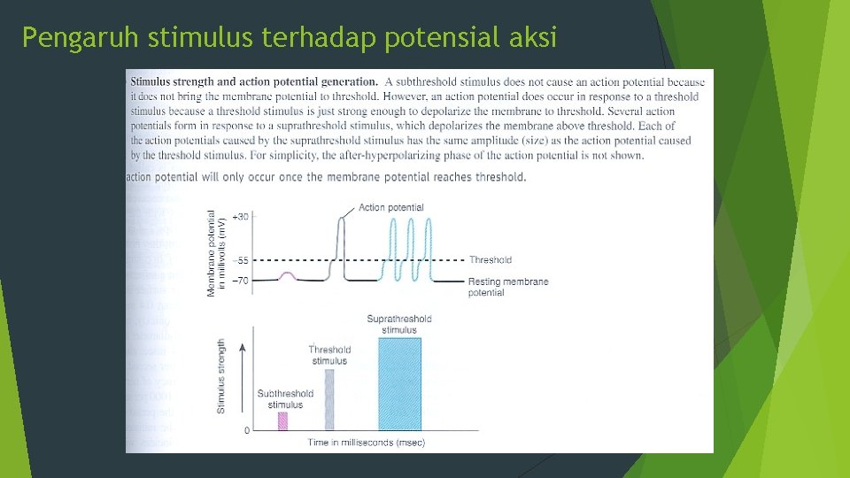 Pengaruh stimulus terhadap potensial aksi 