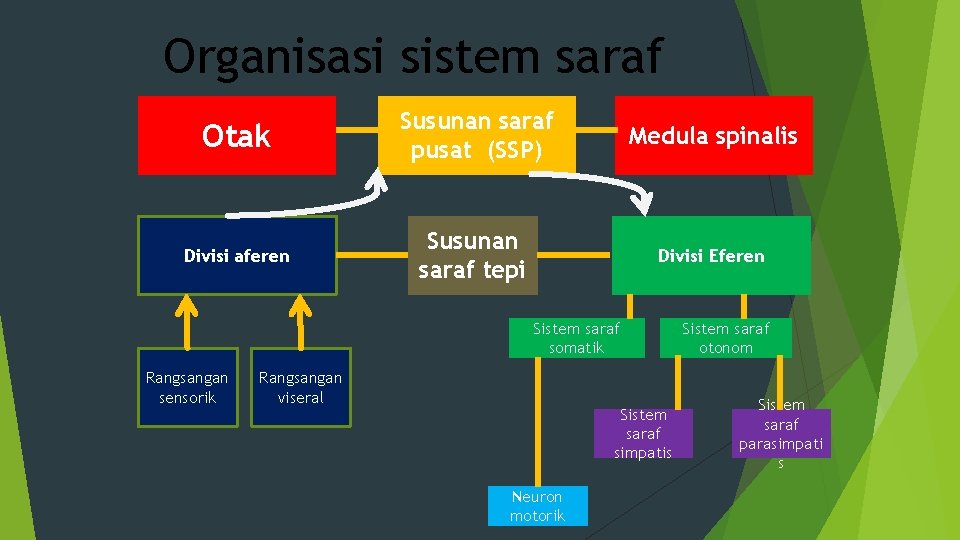 Organisasi sistem saraf Otak Susunan saraf pusat (SSP) Medula spinalis Divisi aferen Susunan saraf