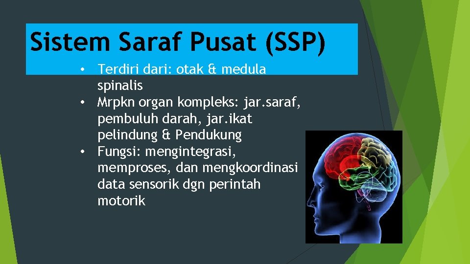 Sistem Saraf Pusat (SSP) • Terdiri dari: otak & medula spinalis • Mrpkn organ
