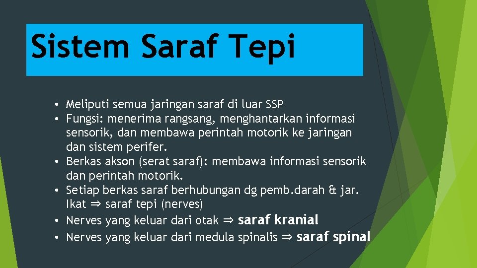 Sistem Saraf Tepi • Meliputi semua jaringan saraf di luar SSP • Fungsi: menerima